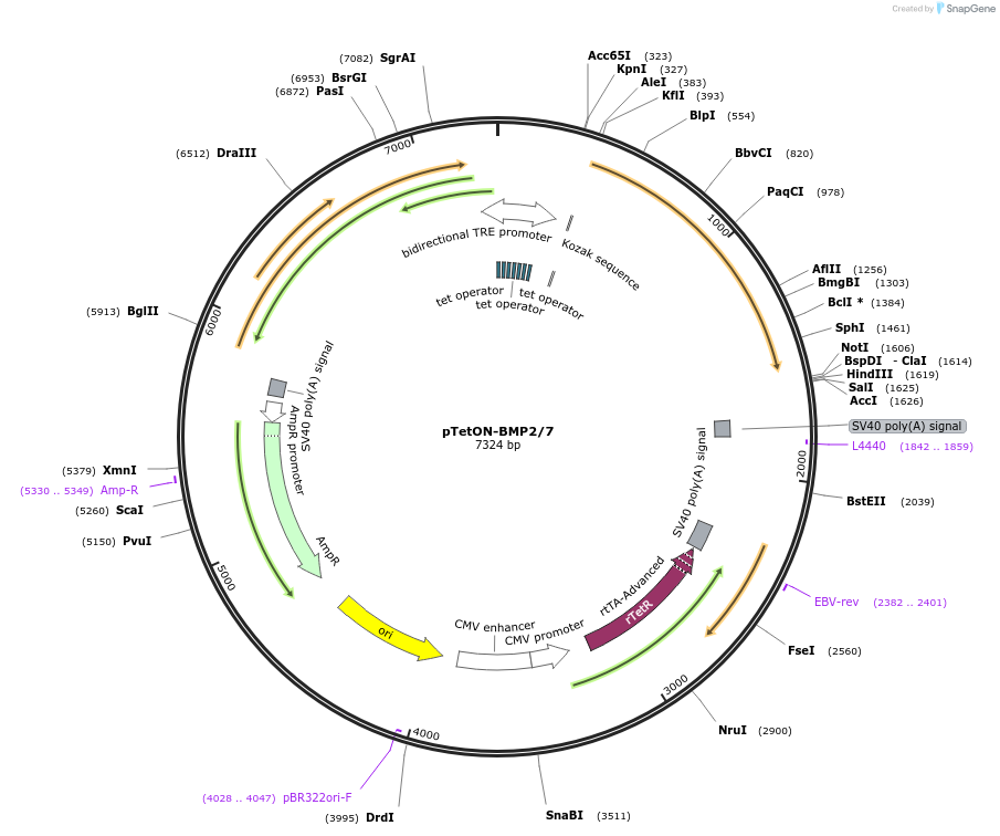 137913-plasmid-map-sequence-id-271971