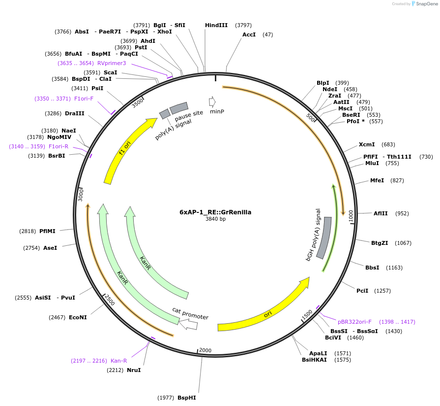124534-plasmid-map-sequence-id-271974