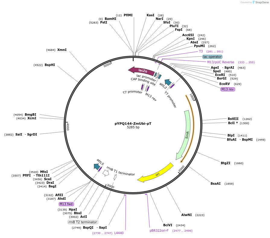 138108-plasmid-map-sequence-id-271978