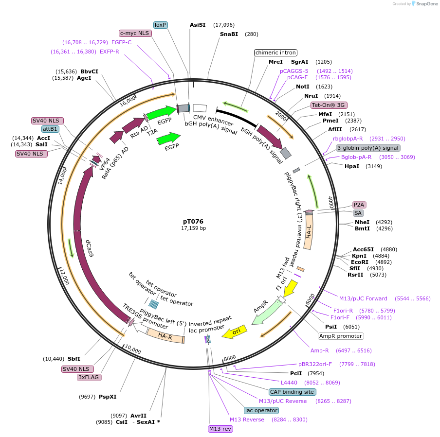 137880-plasmid-map-sequence-id-271983