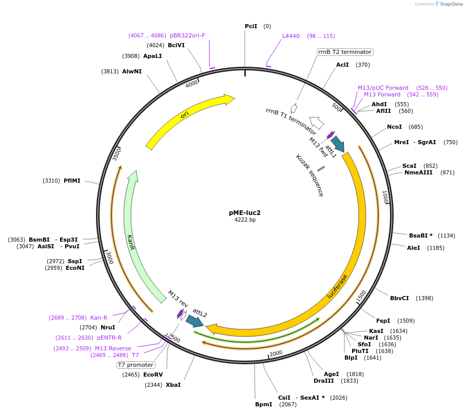 138355-plasmid-map-sequence-id-272000
