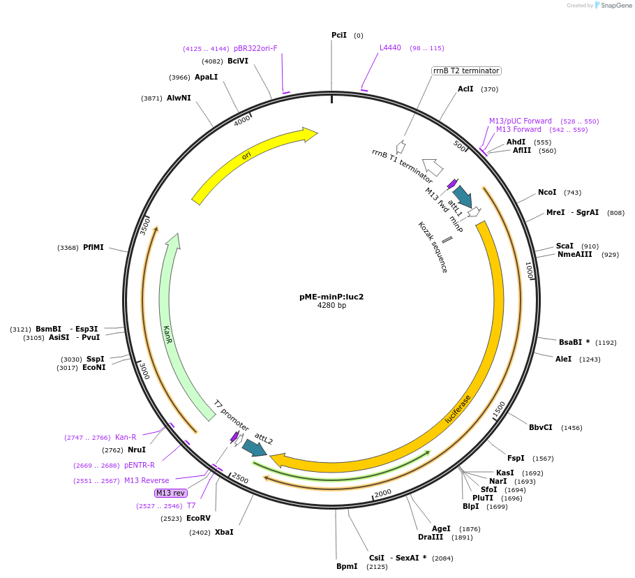 138354-plasmid-map-sequence-id-272002