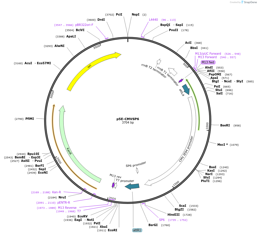 138356-plasmid-map-sequence-id-272013
