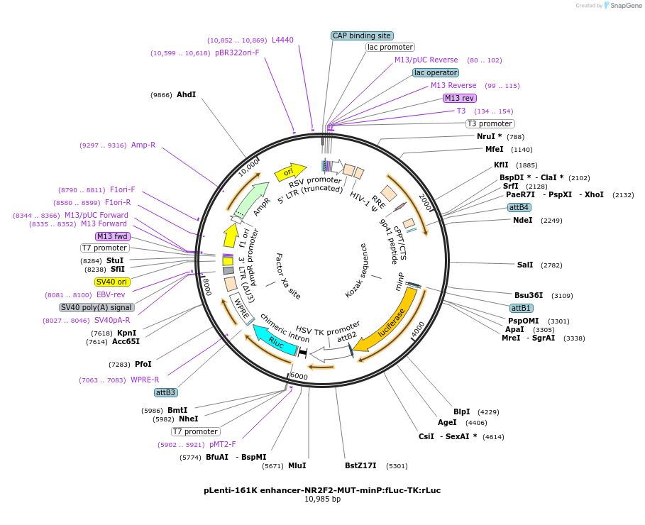 138368-plasmid-map-sequence-id-272014