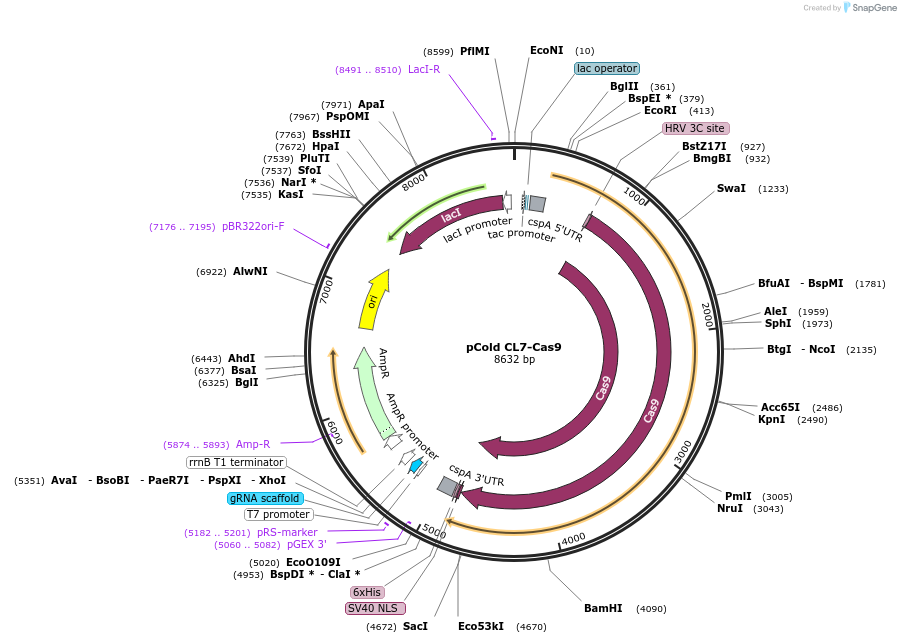 124890-plasmid-map-sequence-id-272023