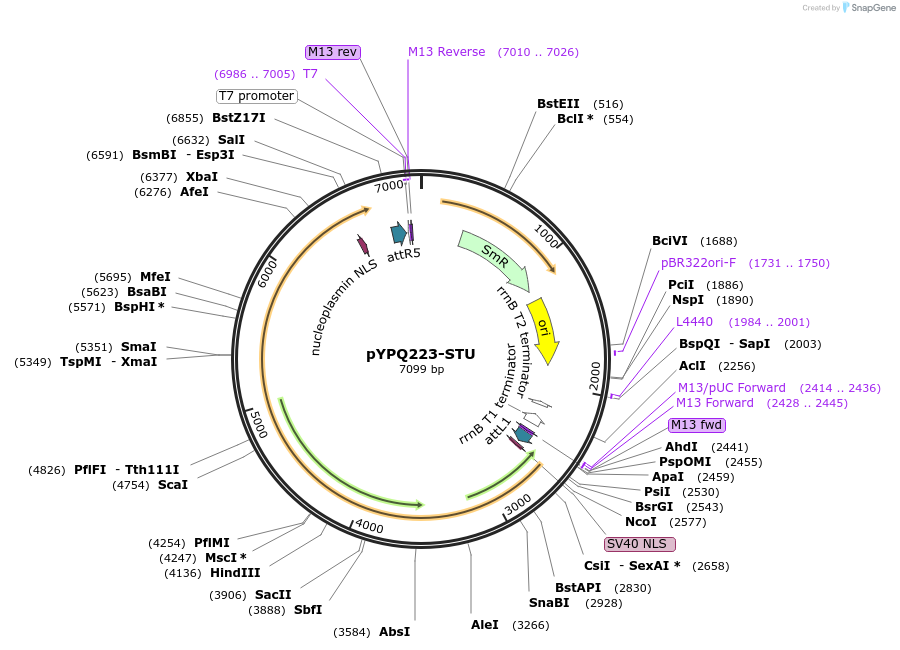 138109-plasmid-map-sequence-id-272024