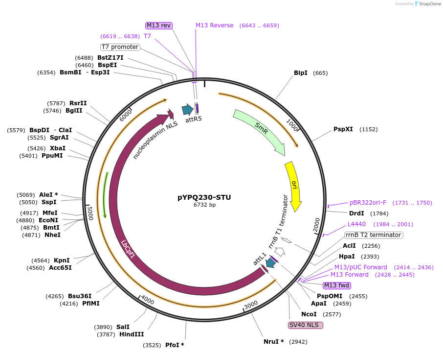 138110-plasmid-map-sequence-id-272040