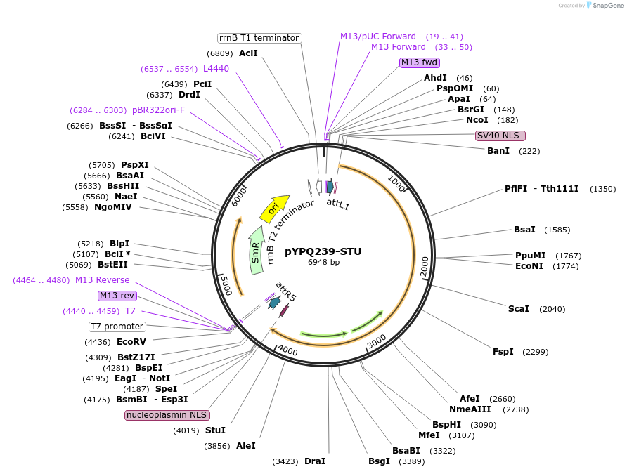 138112-plasmid-map-sequence-id-272045