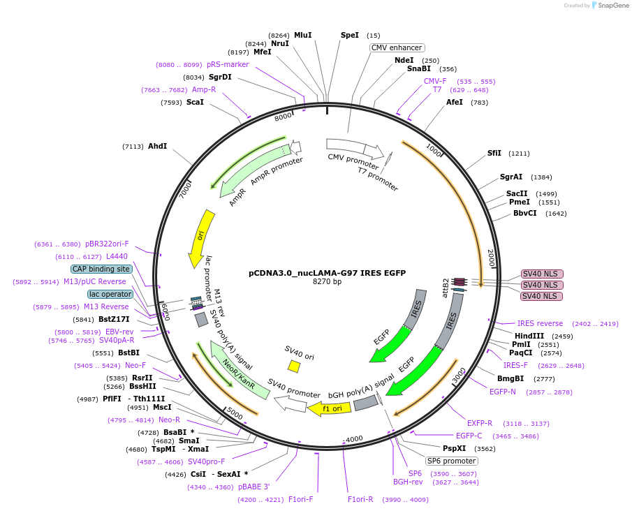 136620-plasmid-map-sequence-id-272051