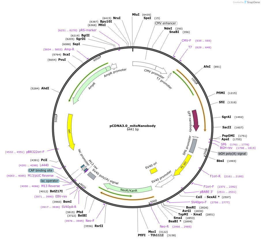136622-plasmid-map-sequence-id-272053