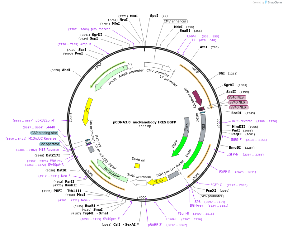 136619-plasmid-map-sequence-id-272054