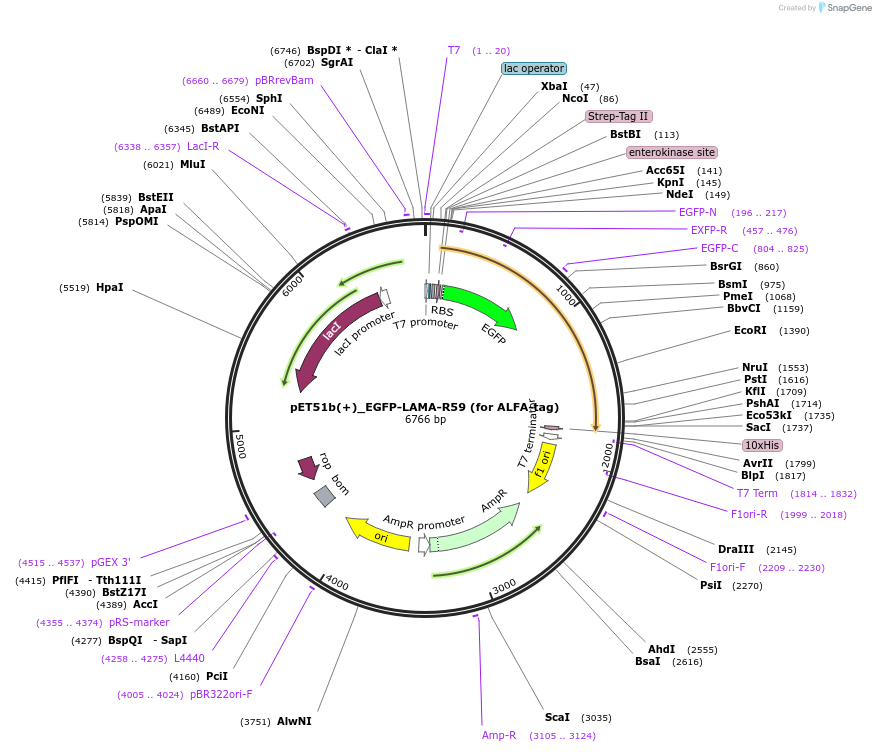 136627-plasmid-map-sequence-id-272055