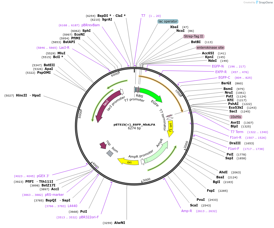 136626-plasmid-map-sequence-id-272058