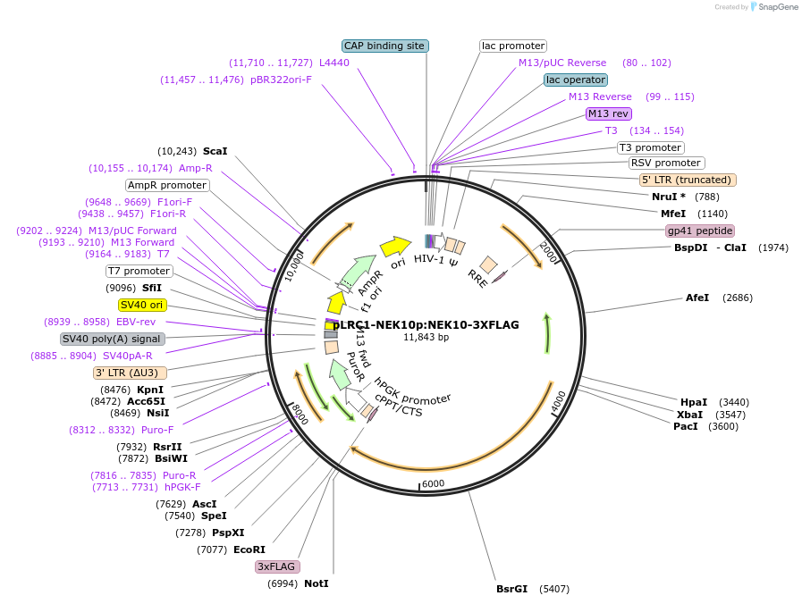 137030-plasmid-map-sequence-id-272066