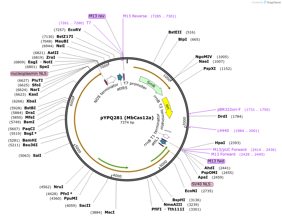 138113-plasmid-map-sequence-id-272069