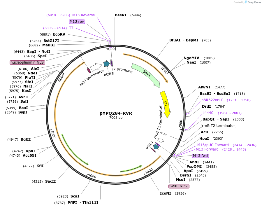 138117-plasmid-map-sequence-id-272074