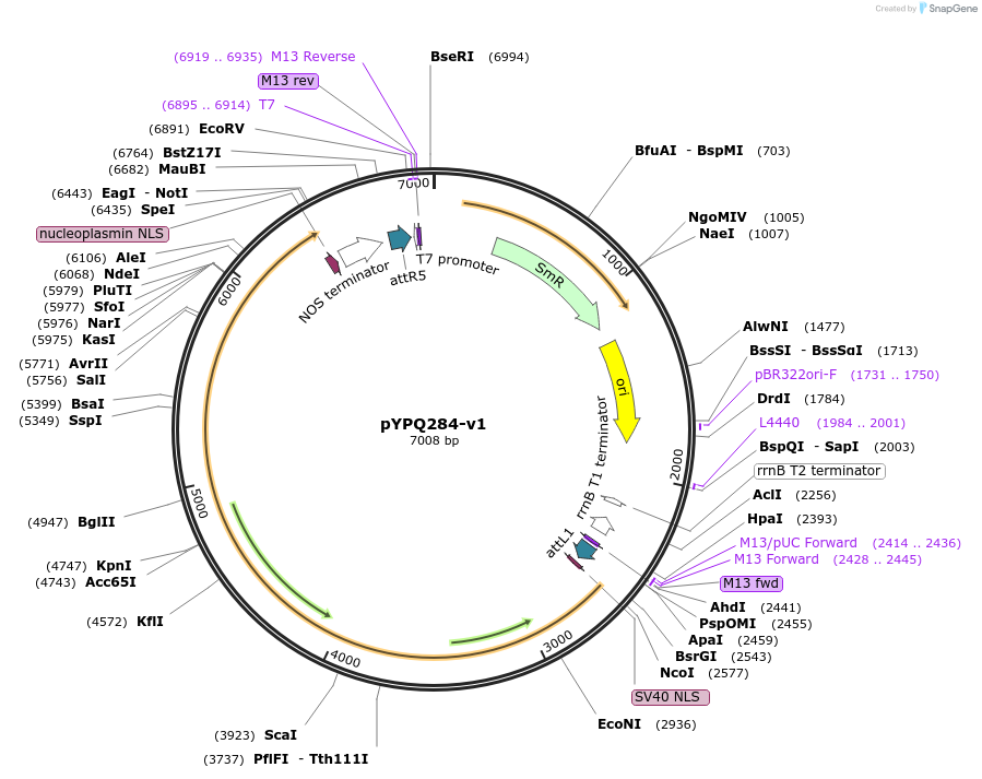 138118-plasmid-map-sequence-id-272075