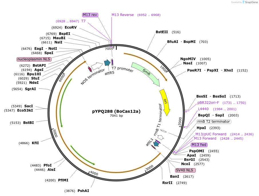 138125-plasmid-map-sequence-id-272083