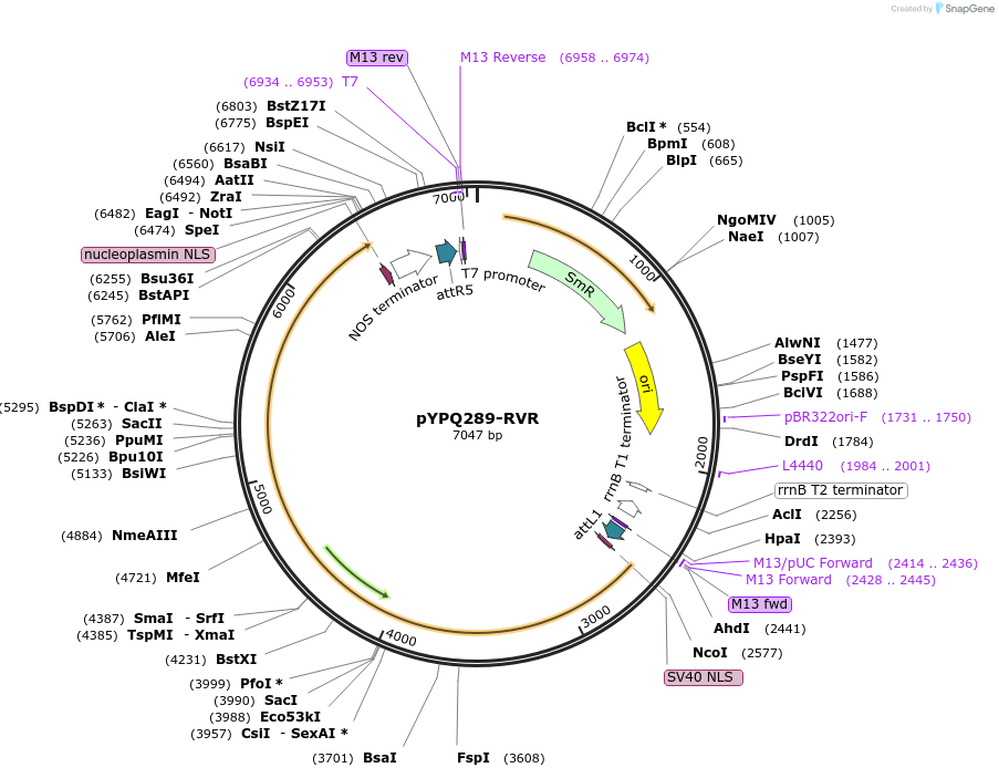138127-plasmid-map-sequence-id-272088