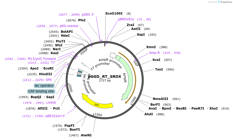 136976-plasmid-map-sequence-id-272093