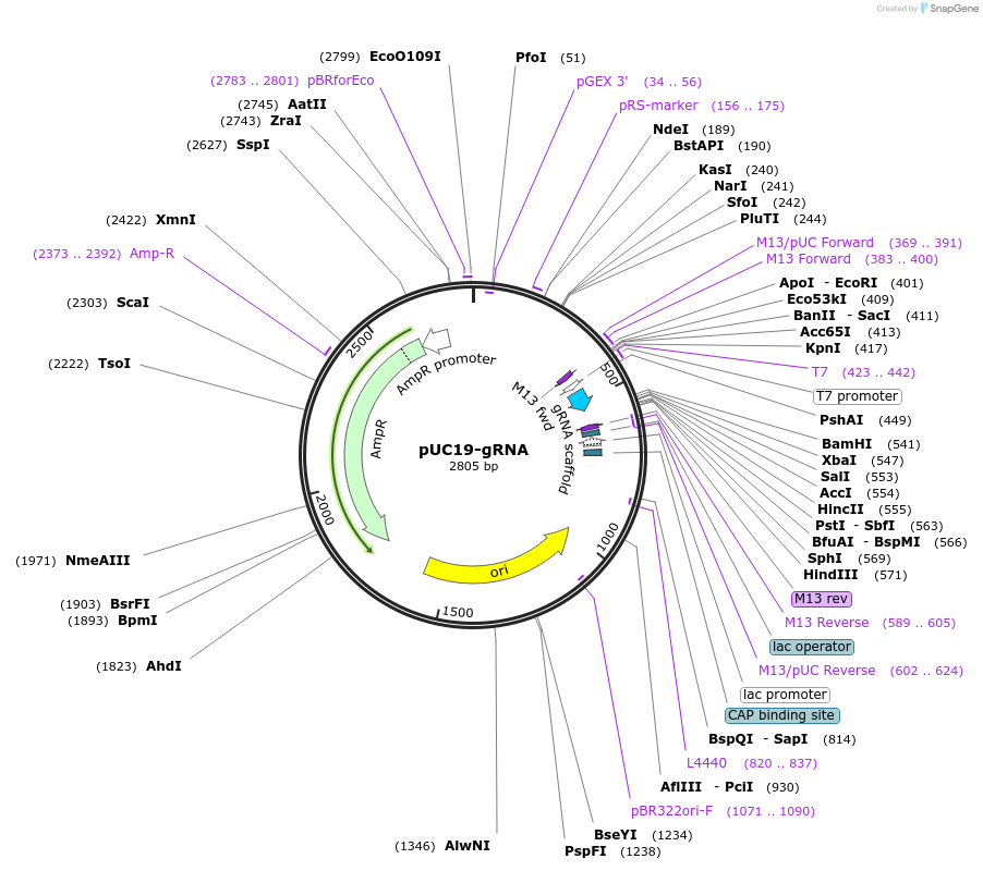 137776-plasmid-map-sequence-id-272095