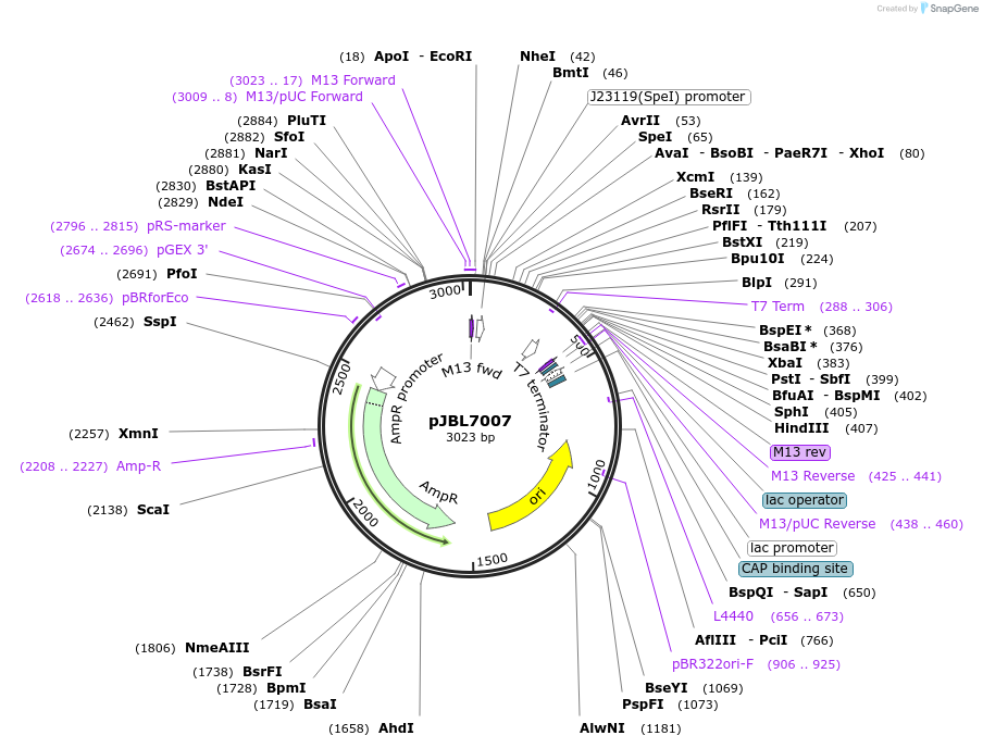 136946-plasmid-map-sequence-id-272106