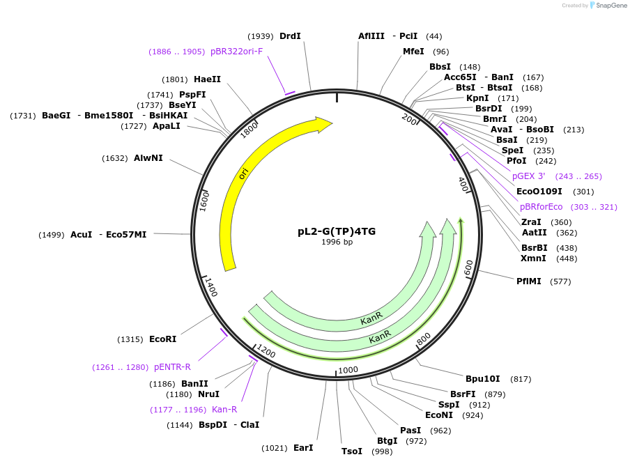 137101-plasmid-map-sequence-id-272117