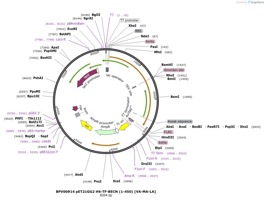 136688-plasmid-map-sequence-id-272126