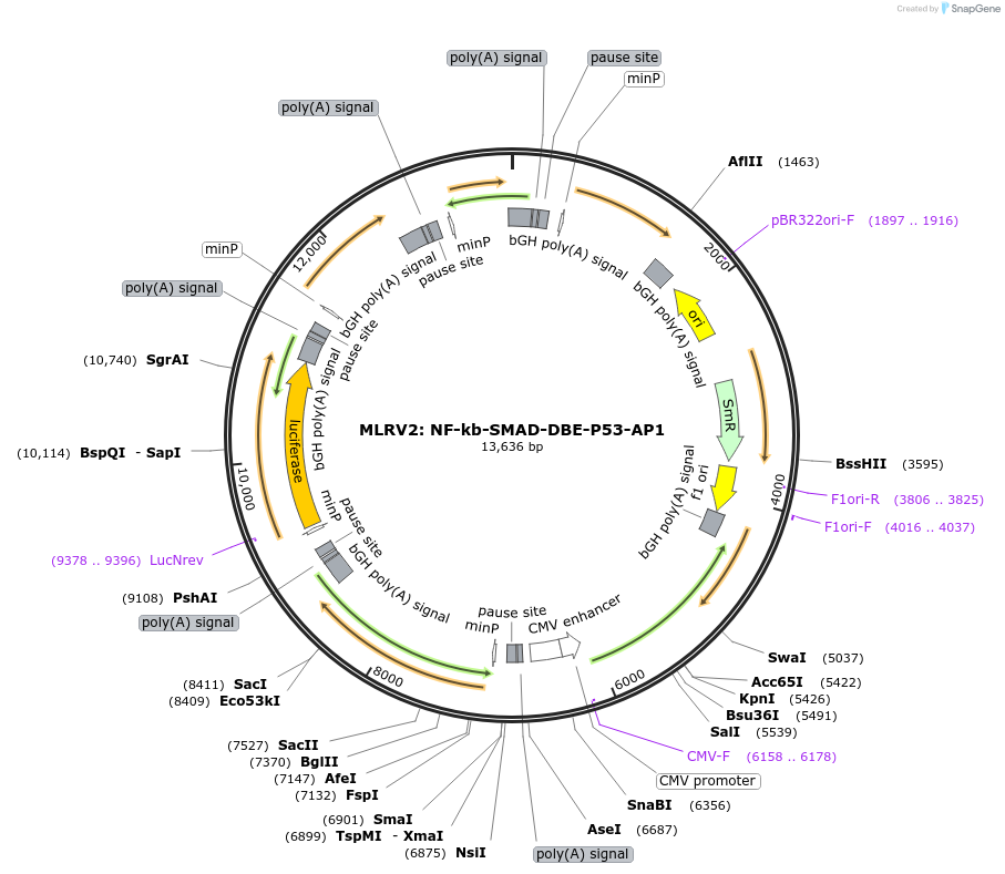 124536-plasmid-map-sequence-id-272178