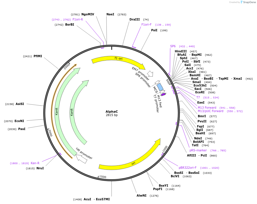124525-plasmid-map-sequence-id-272181