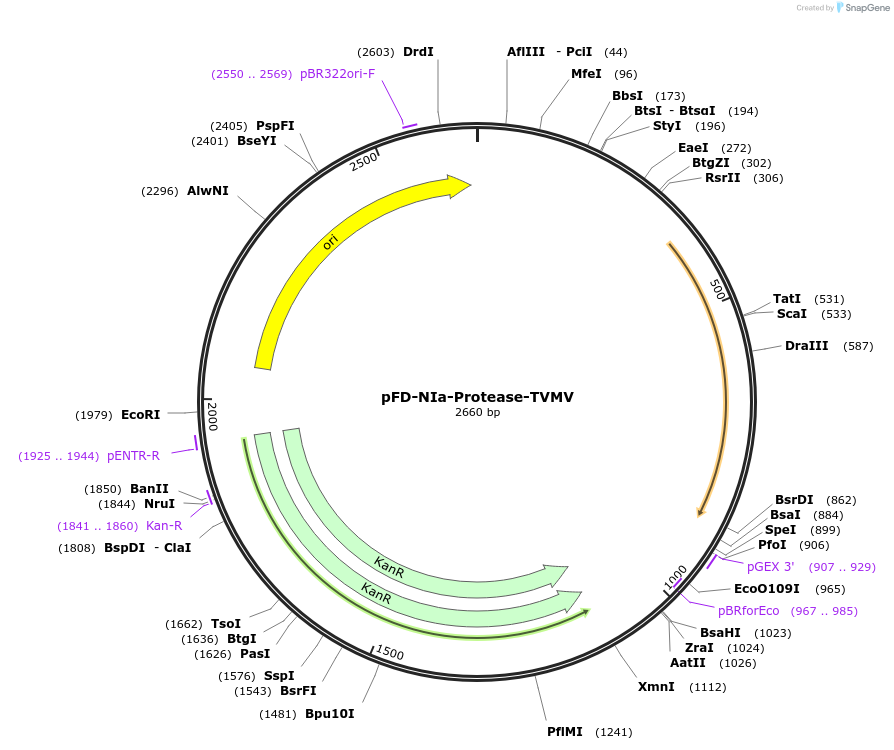 137109-plasmid-map-sequence-id-272189