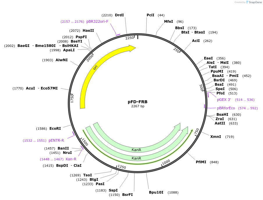 137107-plasmid-map-sequence-id-272201