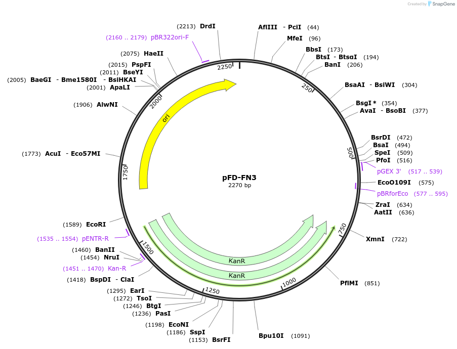 137112-plasmid-map-sequence-id-272208