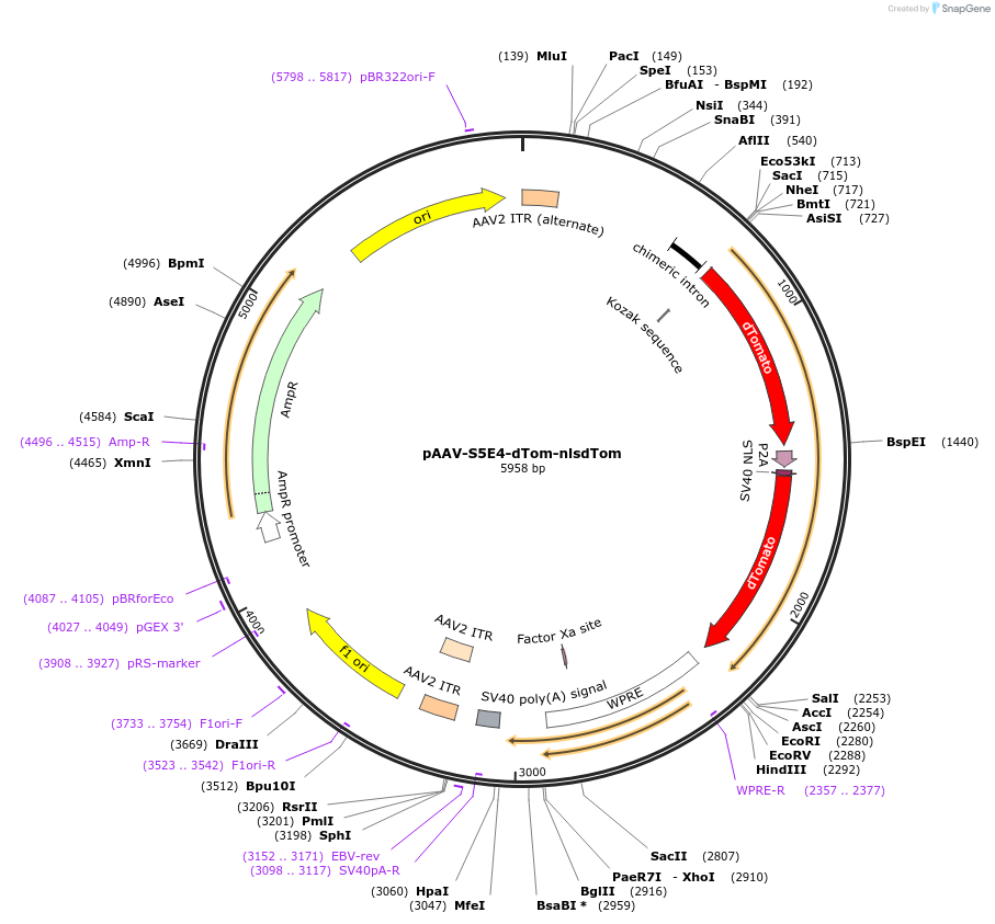 135639-plasmid-map-sequence-id-272209