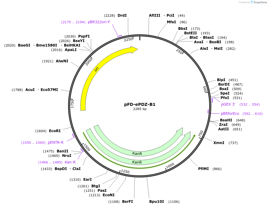 137113-plasmid-map-sequence-id-272212