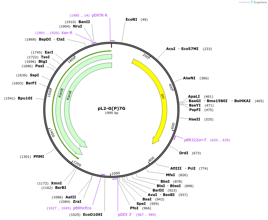 137100-plasmid-map-sequence-id-272215