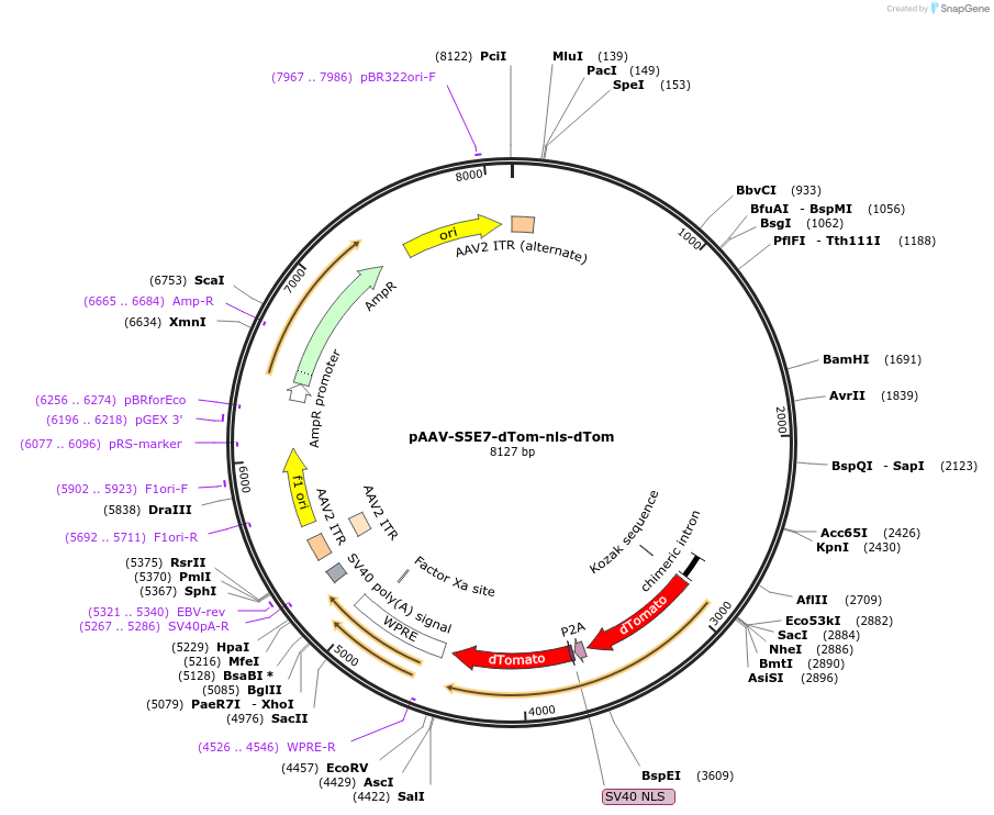 135642-plasmid-map-sequence-id-272257