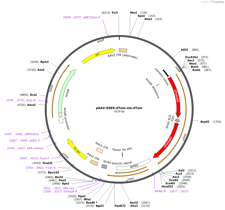 135644-plasmid-map-sequence-id-272262