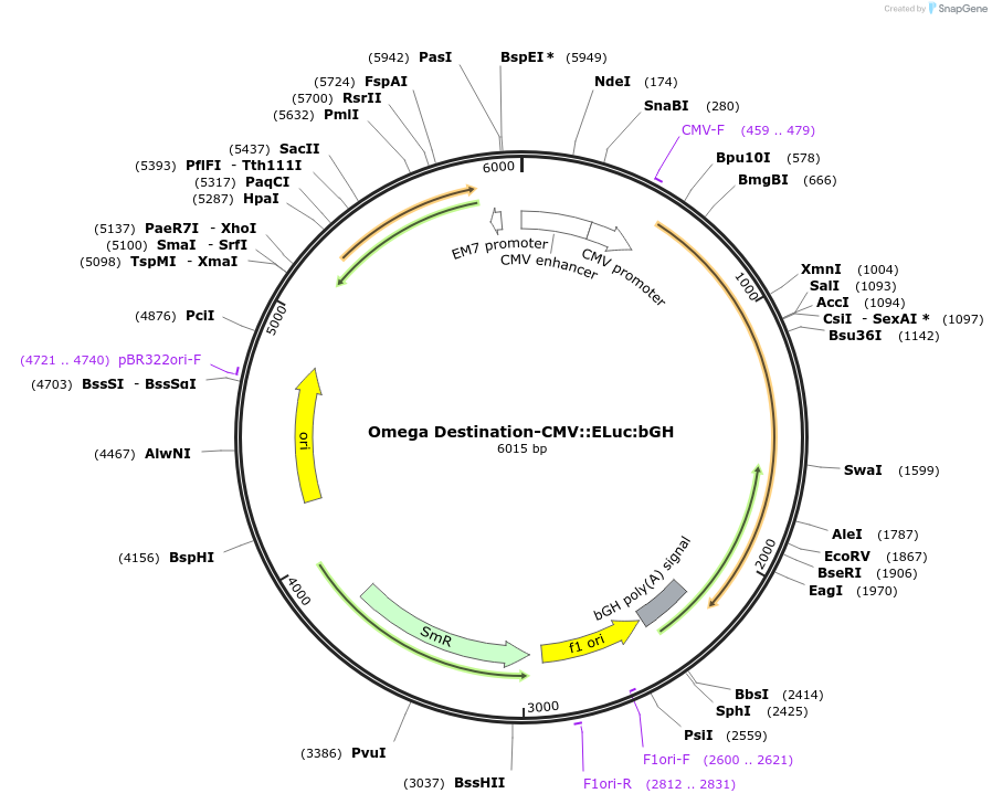 124528-plasmid-map-sequence-id-272272