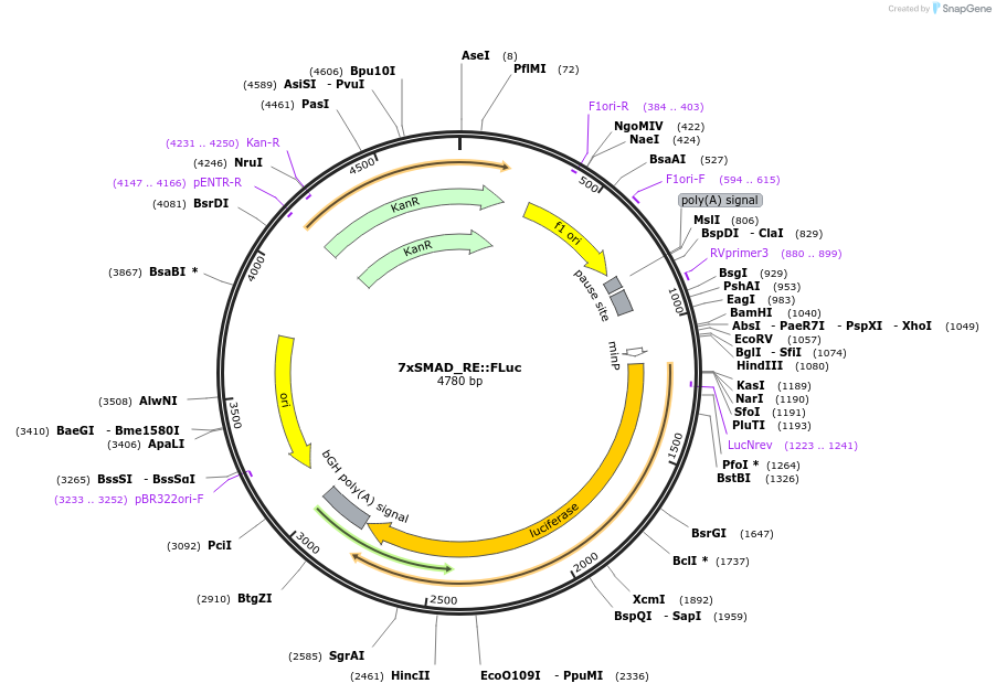 124531-plasmid-map-sequence-id-272280