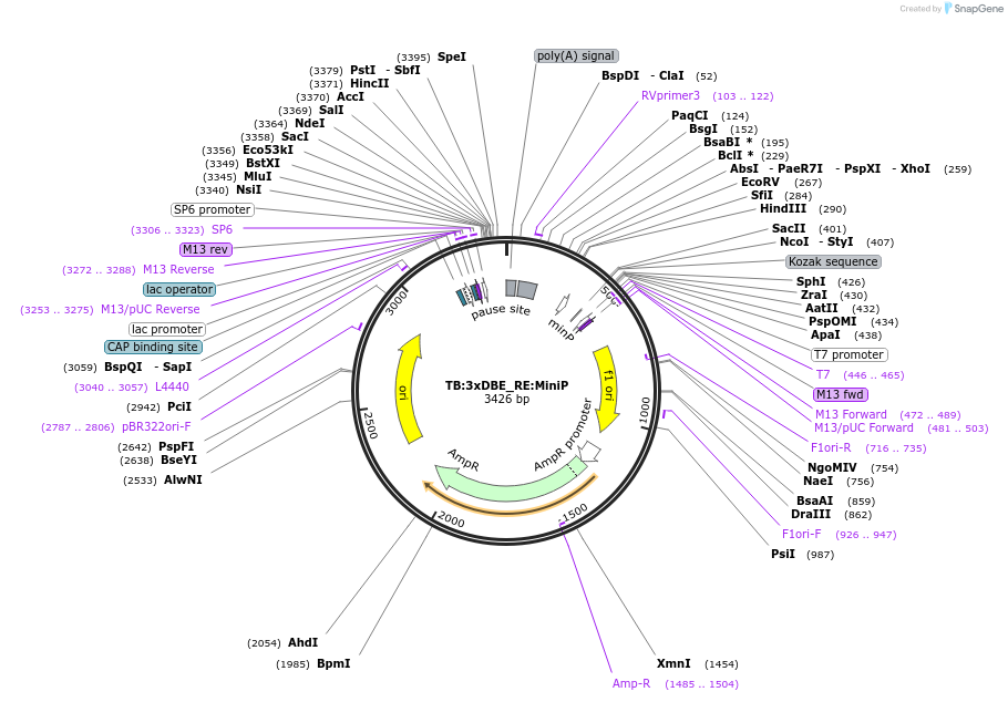 124529-plasmid-map-sequence-id-272282