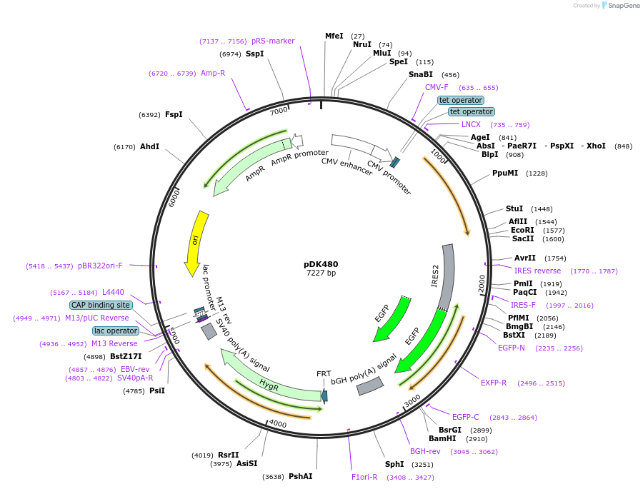 134197-plasmid-map-sequence-id-272295