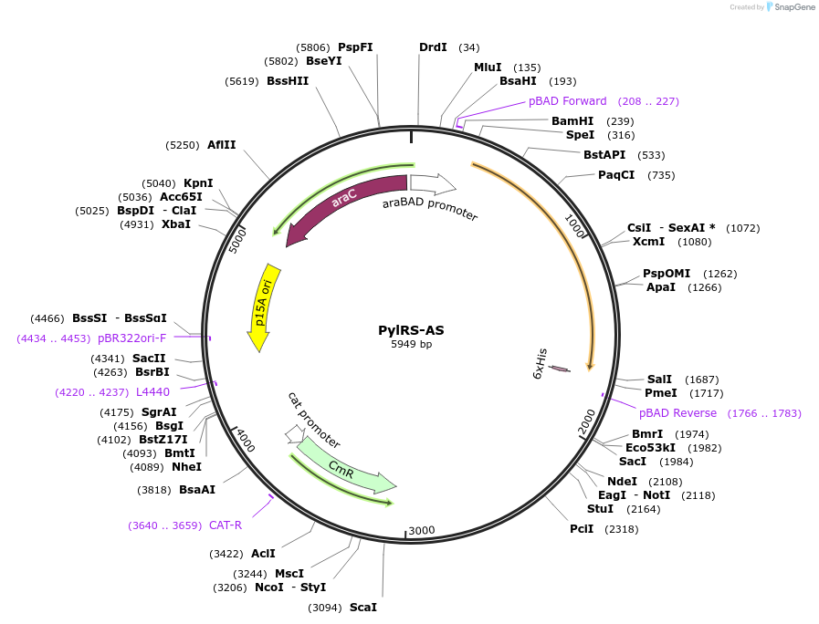 137908-plasmid-map-sequence-id-272329
