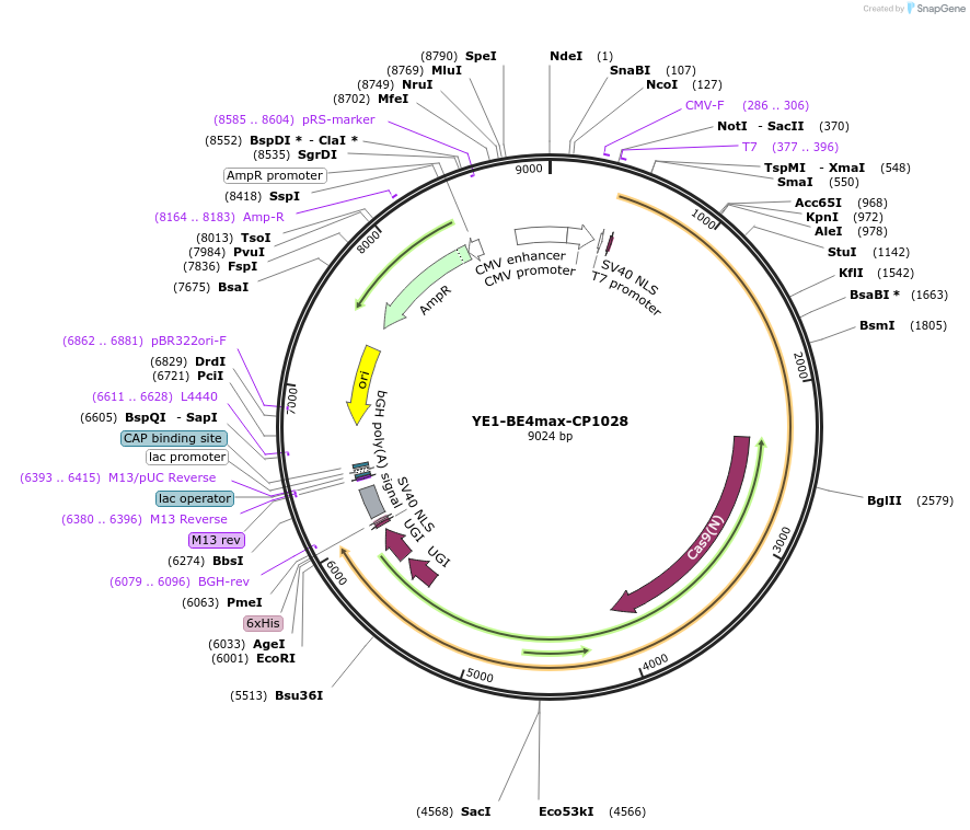 138160-plasmid-map-sequence-id-272345