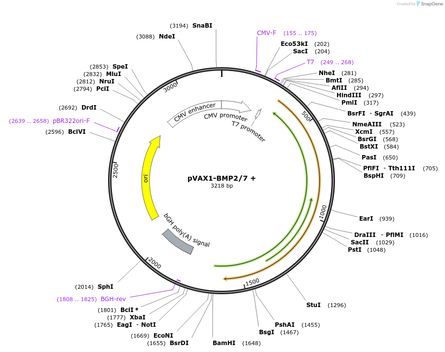 137911-plasmid-map-sequence-id-272346