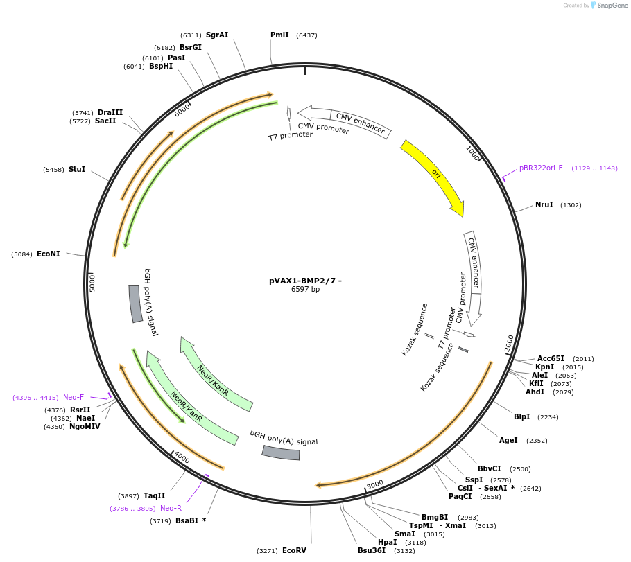 137912-plasmid-map-sequence-id-272349