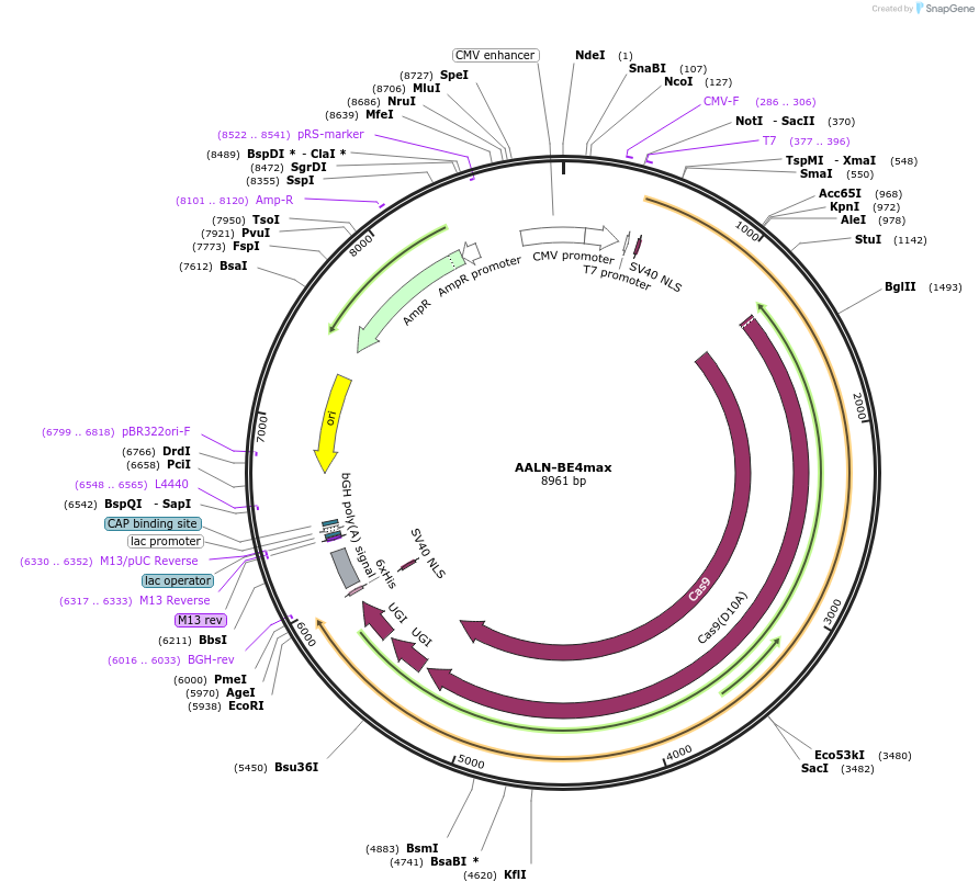 138161-plasmid-map-sequence-id-272350