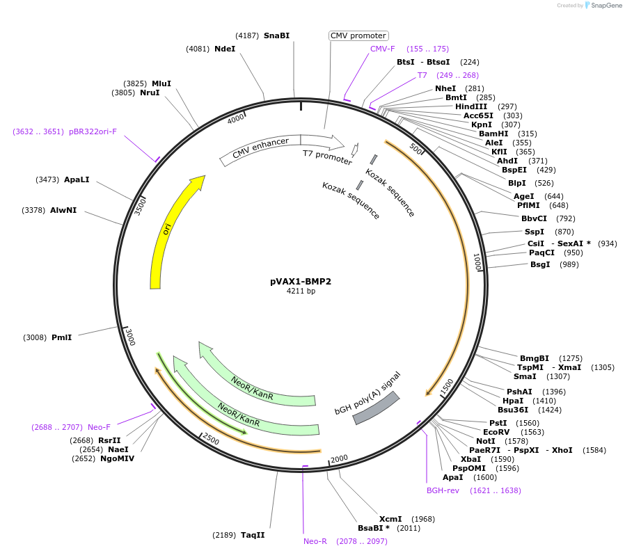 137909-plasmid-map-sequence-id-272351