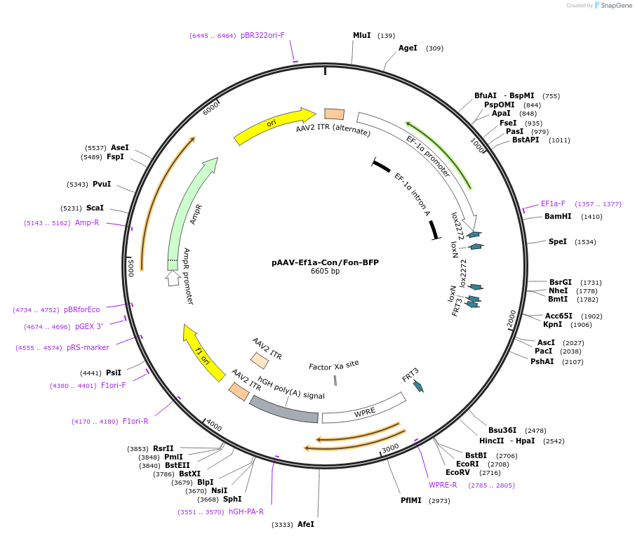 137129-plasmid-map-sequence-id-272353