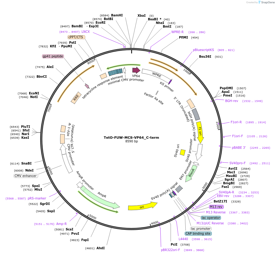 136887-plasmid-map-sequence-id-272358